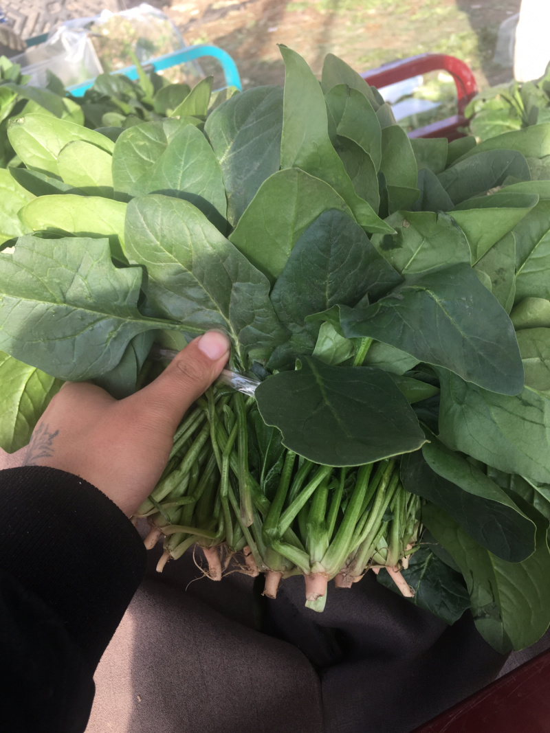 菠菜精品打捆菠菜、质量漂亮货干净