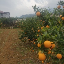 资兴市东江湖夏橙浓香扑鼻