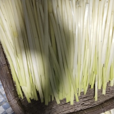 大量供应新鲜蒲菜，批发毛菜，净菜，1斤2斤3斤真空包装的