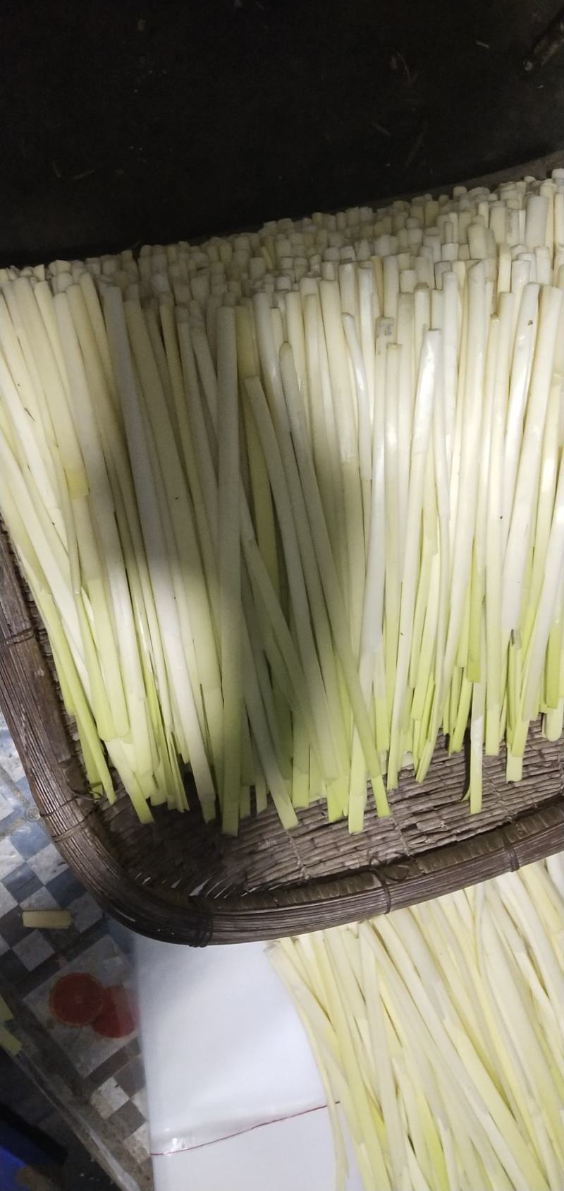 大量供应新鲜蒲菜，批发毛菜，净菜，1斤2斤3斤真空包装的