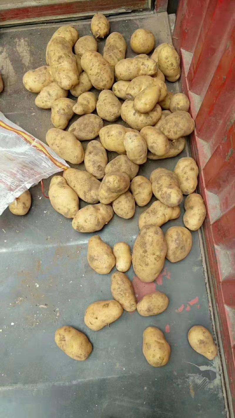 荷兰十五土豆产地直发保质保量支持电商代发全国