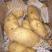 荷兰十五土豆产地直发保质保量支持电商代发全国