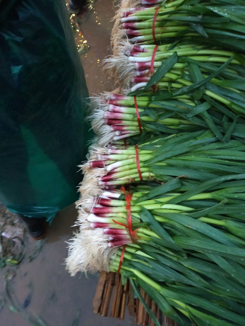 精品红根蒜苗，产地直销，大量供应，可水洗