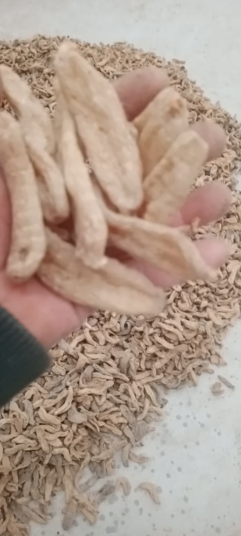 天麻各种规格批发，昭通小草坝天麻