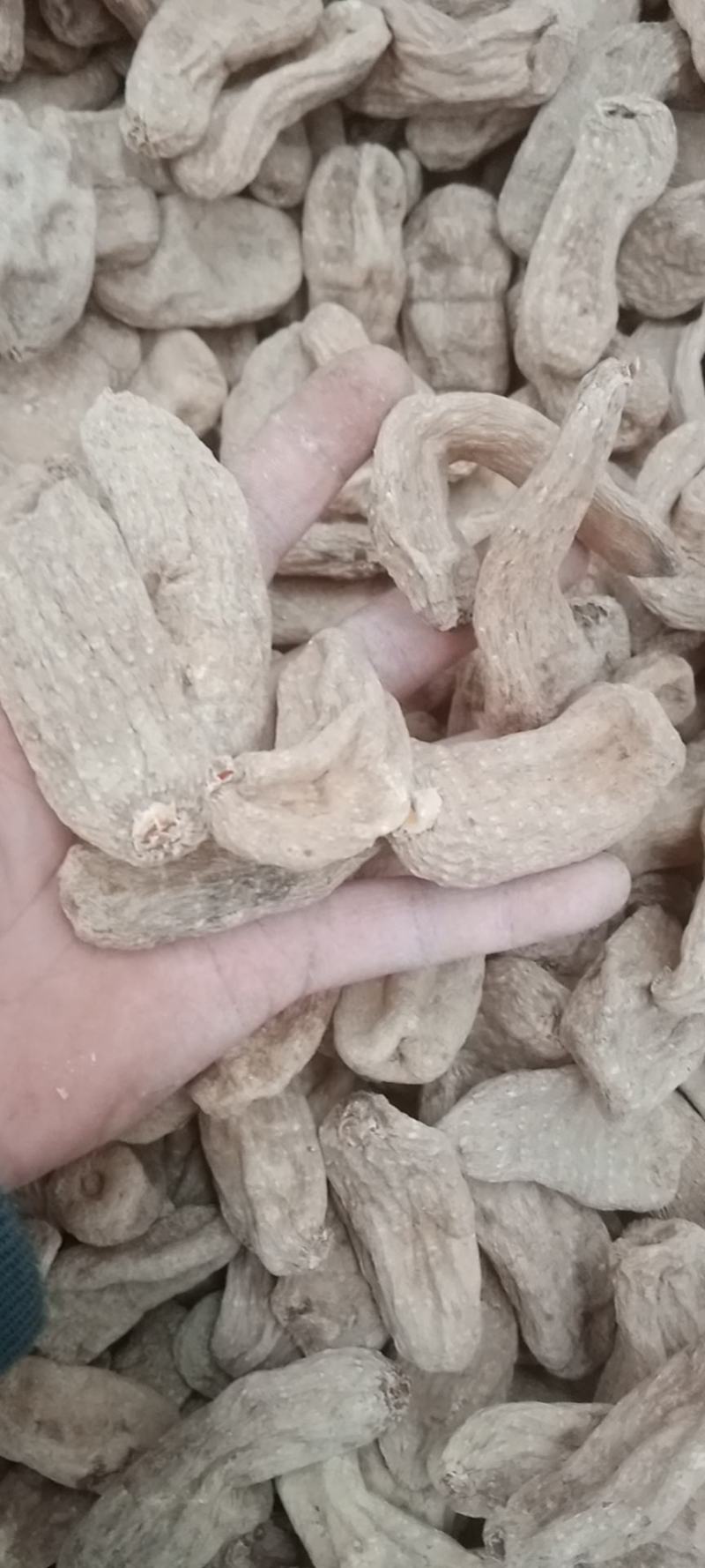 天麻各种规格批发，昭通小草坝天麻