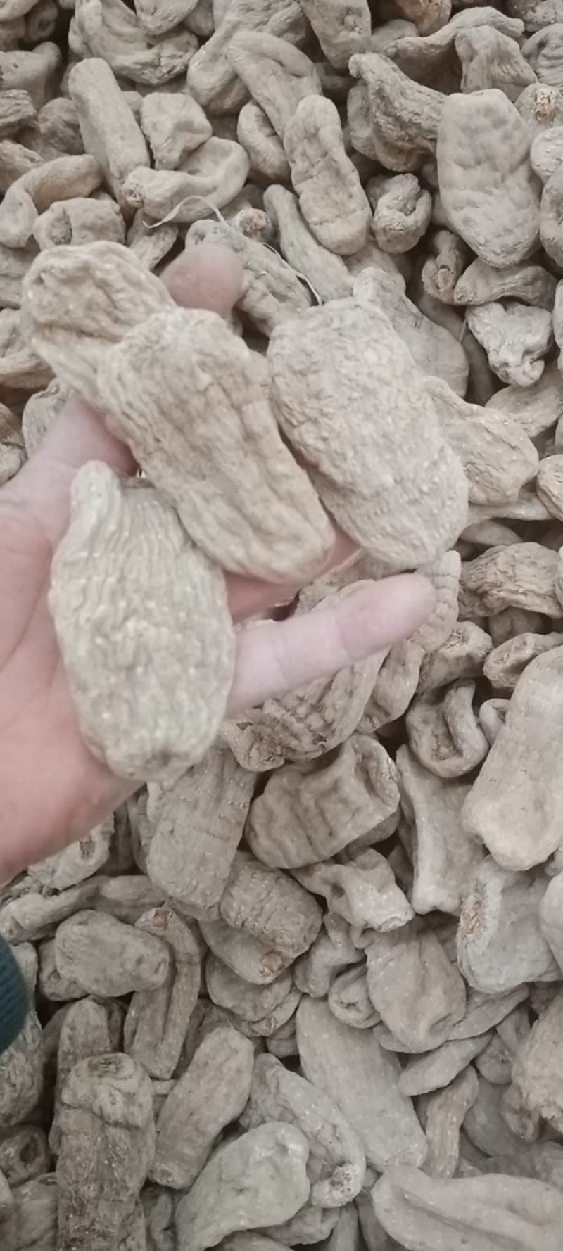天麻各种规格批发，昭通小草坝天麻