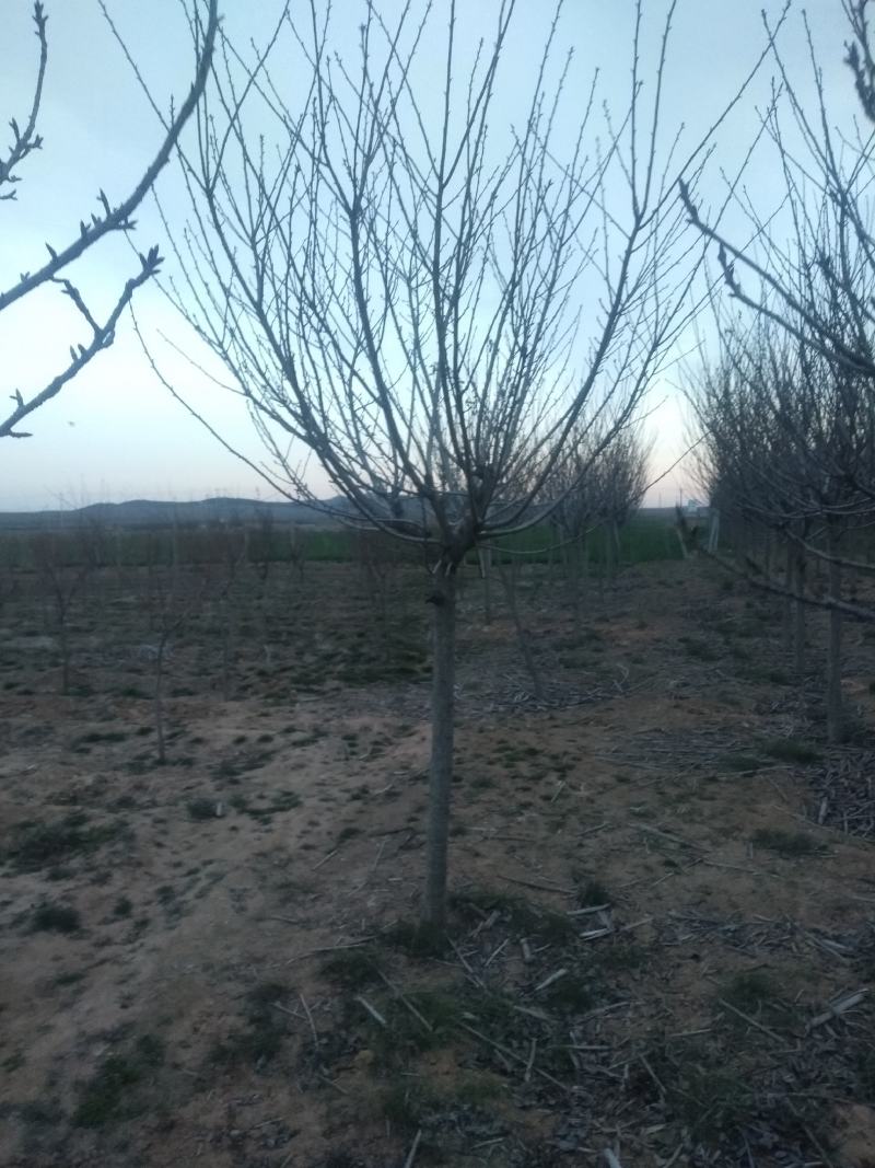 5到15晚樱樱花早樱樱花