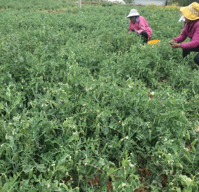 长寿仁豌豆大量上市，欢迎新老客户来选购，机会难得