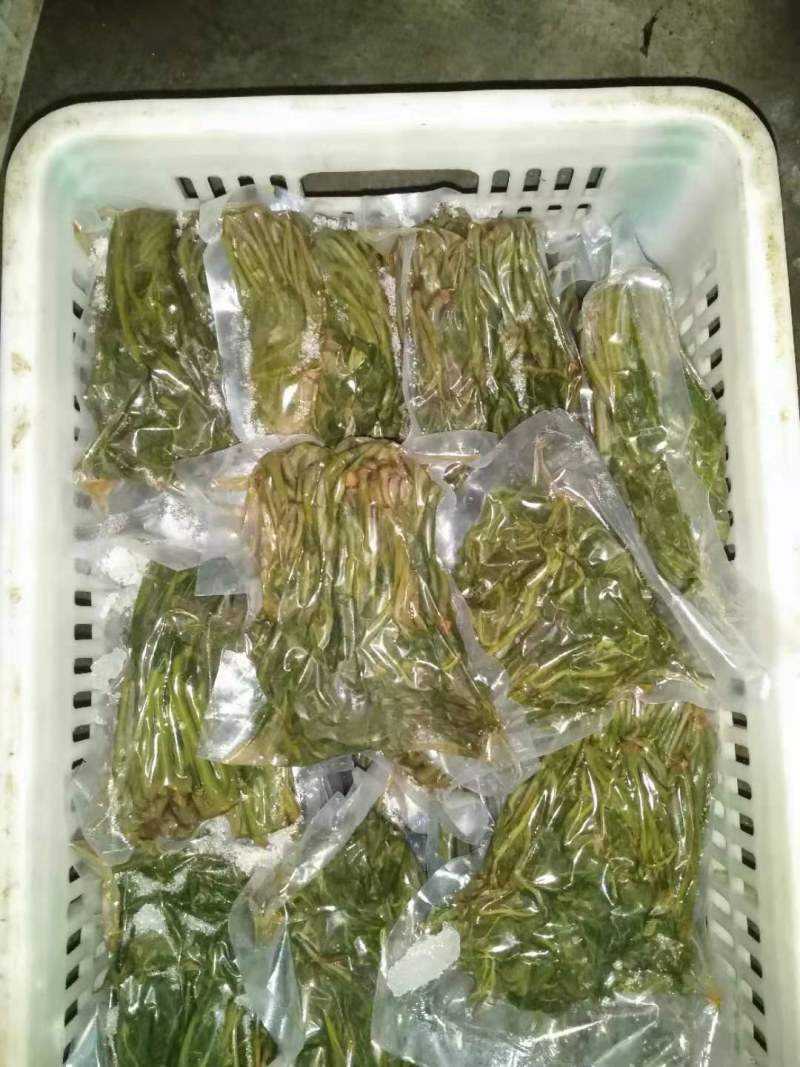 【源头厂家】沂蒙山露天红香椿芽手工腌制红香椿咸菜