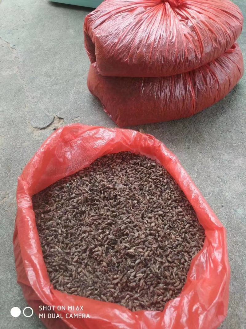 金沙牛。地古牛，爬沙虫，