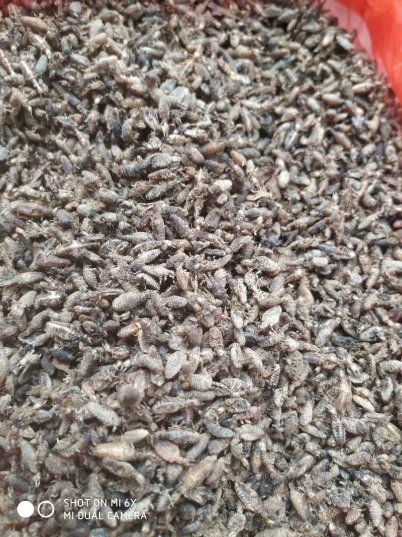 金沙牛。地古牛，爬沙虫，