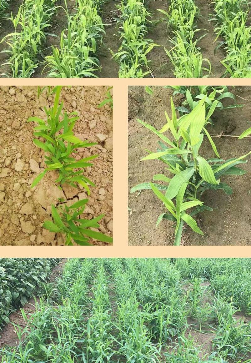 新红柴胡种子黑柴胡种子北柴胡种子甘肃柴胡种子狭叶柴胡