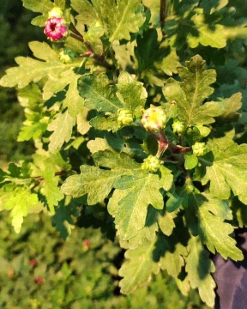 盆栽菊花欧洲菊清明菊花