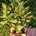 盆栽菊花欧洲菊清明菊花