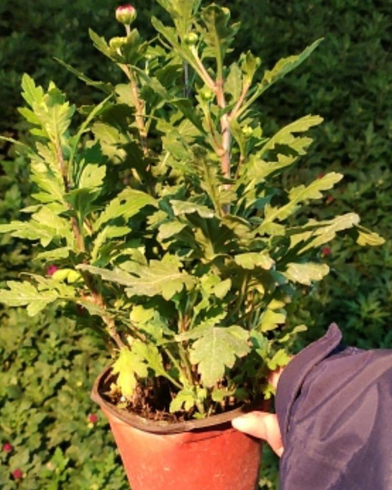 盆栽菊花欧洲菊清明菊花