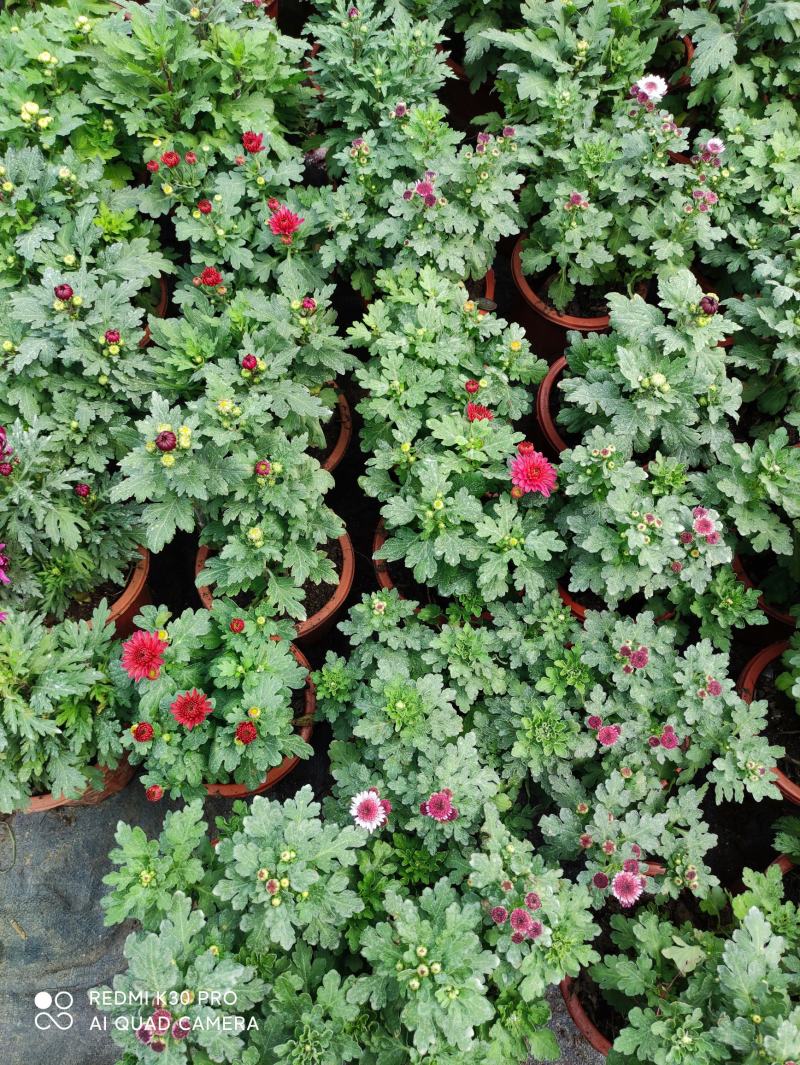 盆栽菊花欧洲菊清明菊花