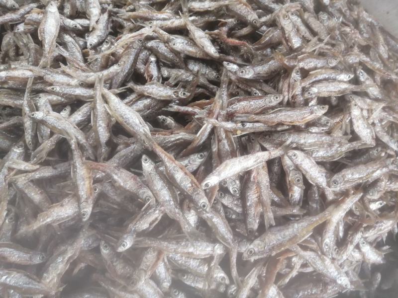 海南油炸开肚白肖（别名白条）油炸，不开肚油炸7-12公分