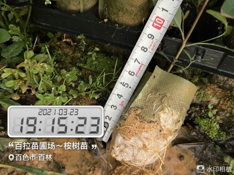 小叶桉/速生桉/桉树苗