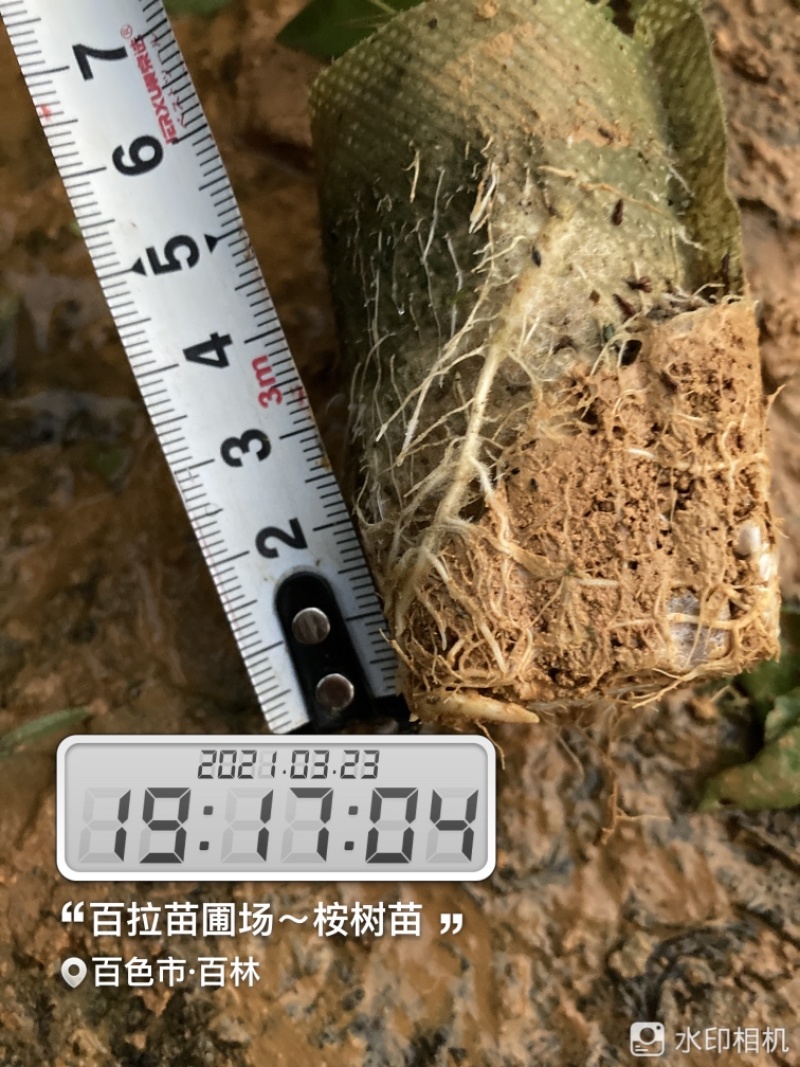 小叶桉/速生桉/桉树苗