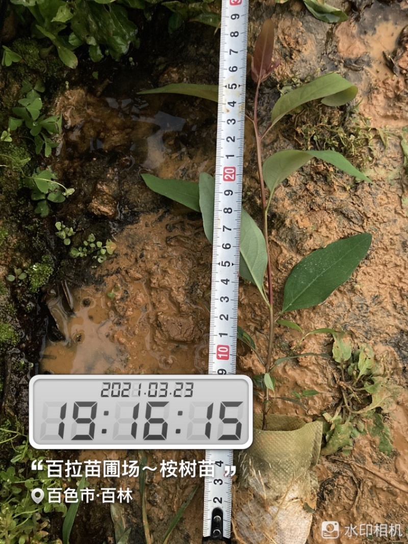 小叶桉/速生桉/桉树苗