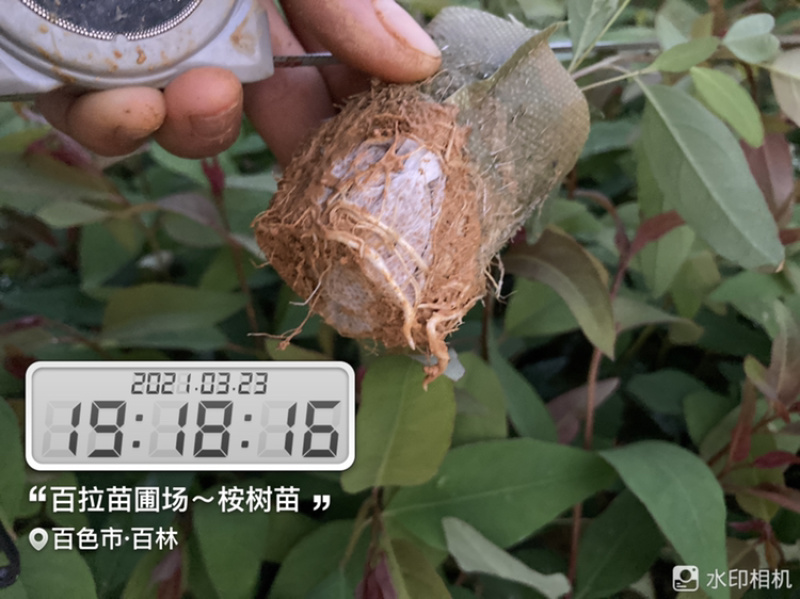 小叶桉/速生桉/桉树苗
