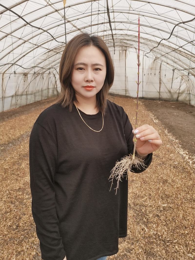 金叶卫矛扦插苗又叫金叶丝棉木绿化彩叶树可做绿丛灌木