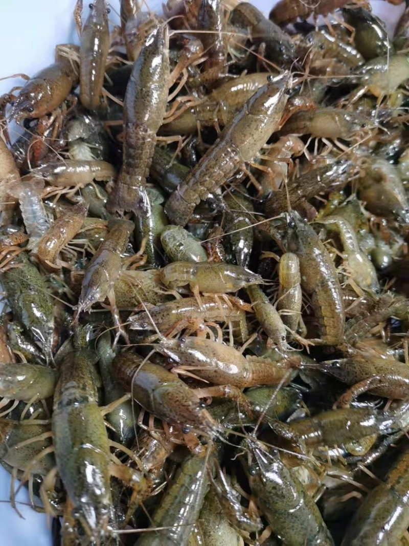 【精选】江苏稻田虾苗，存活率高，大量现货，可实地考察