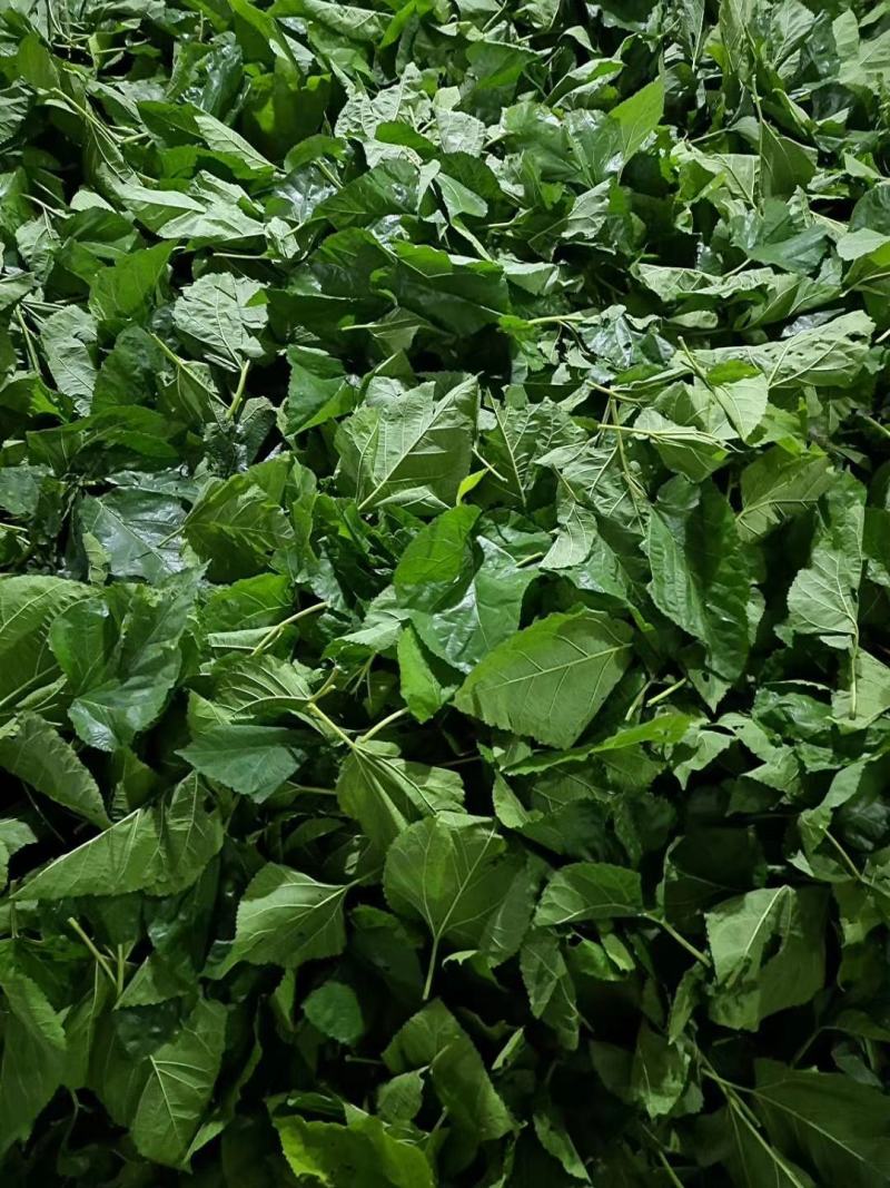 霜后桑叶茶一斤也包邮袋装经济实惠通过检测