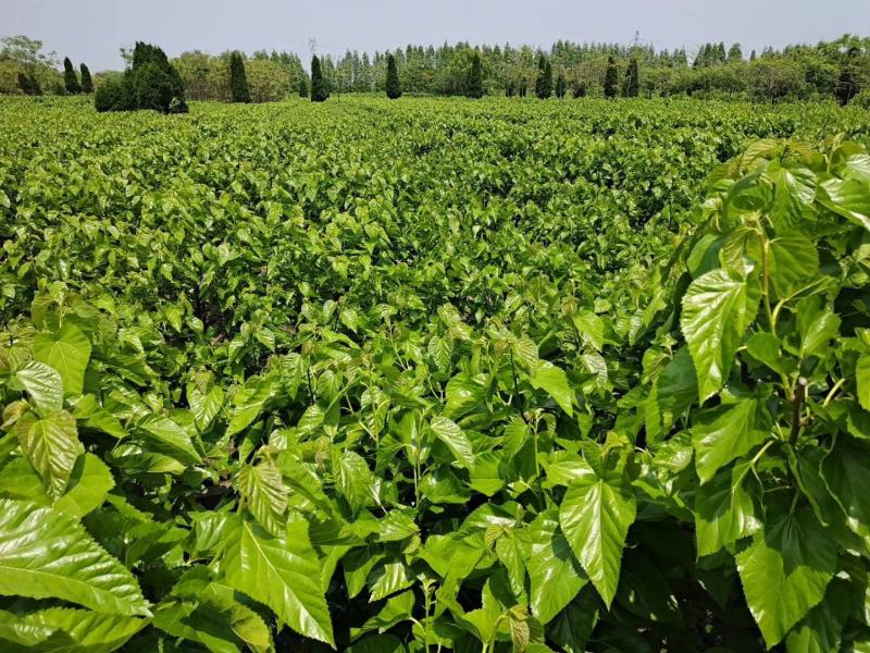 霜后桑叶茶一斤也包邮袋装经济实惠通过检测