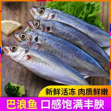 新鲜巴浪鱼海鲜水产冷冻海鱼福建特产海捕冰鲜鳀鱼提鱼