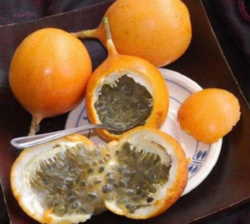 [热销]新品种哥伦比亚热情百香果果苗热情果苗正品苗
