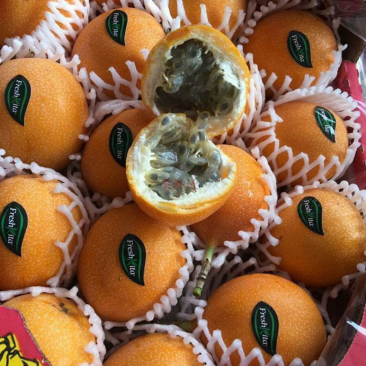 [热销]新品种哥伦比亚热情百香果果苗热情果苗正品苗