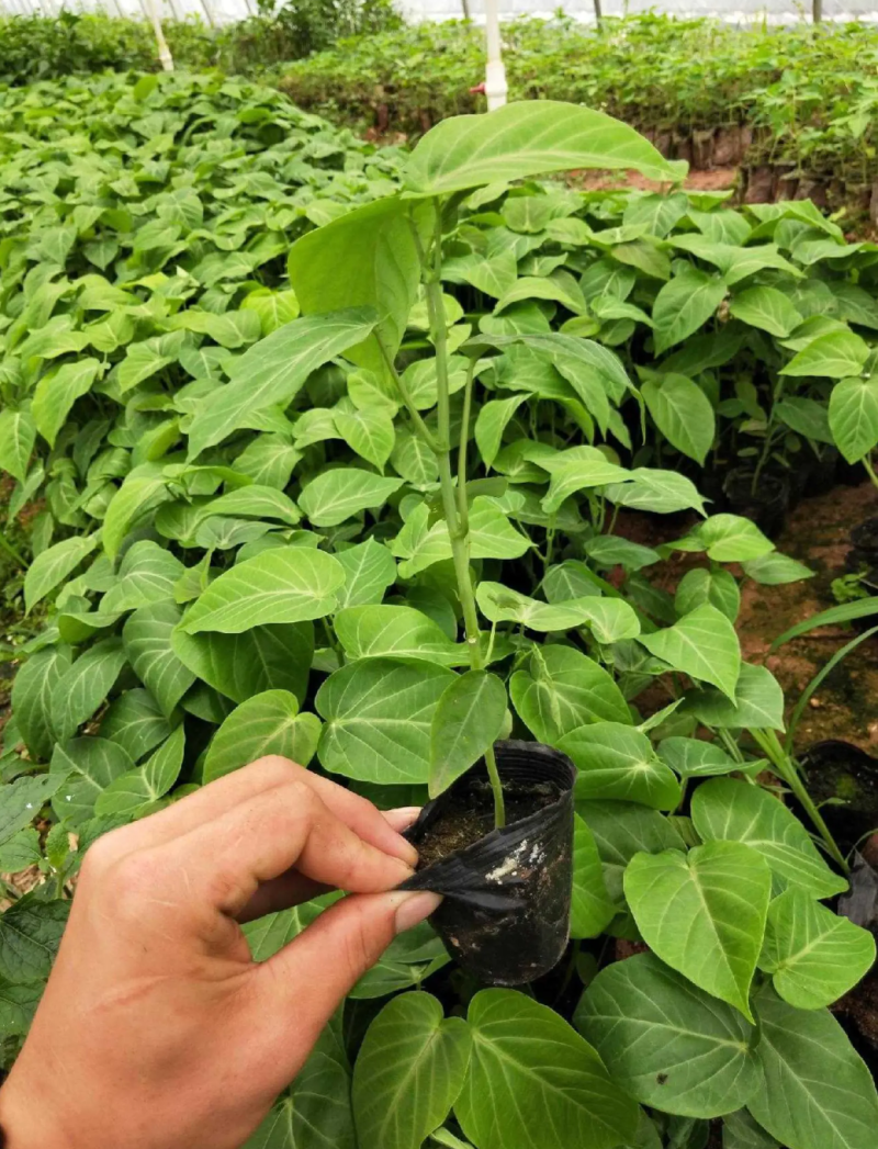 [热销]新品种哥伦比亚热情百香果果苗热情果苗正品苗