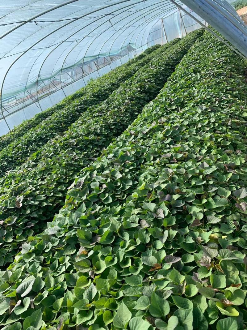 脱毒红薯苗发售龙9西瓜红商19烟25等