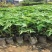 新品种木瓜树苗蓝冠红肉木瓜苗盆栽地栽庭院种植四季结果木瓜