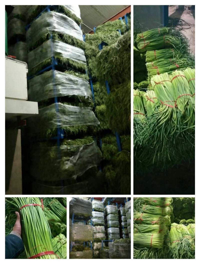 通许县红帽蒜苔，干苔，可存库，可走市场，毛包，分把原把