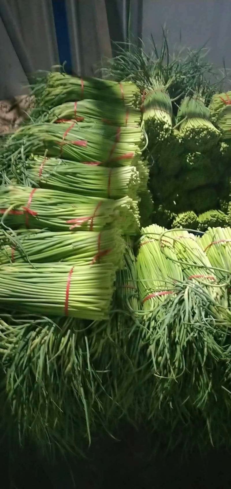 通许县红帽蒜苔，干苔，可存库，可走市场，毛包，分把原把