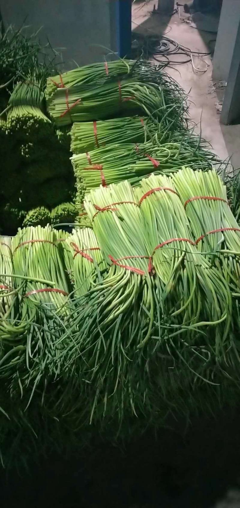 通许县红帽蒜苔，干苔，可存库，可走市场，毛包，分把原把