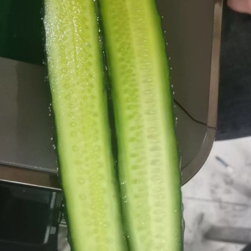 苍山温室黄瓜不限量供应