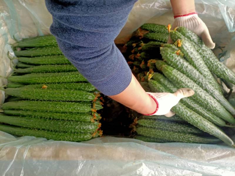 苍山温室黄瓜不限量供应
