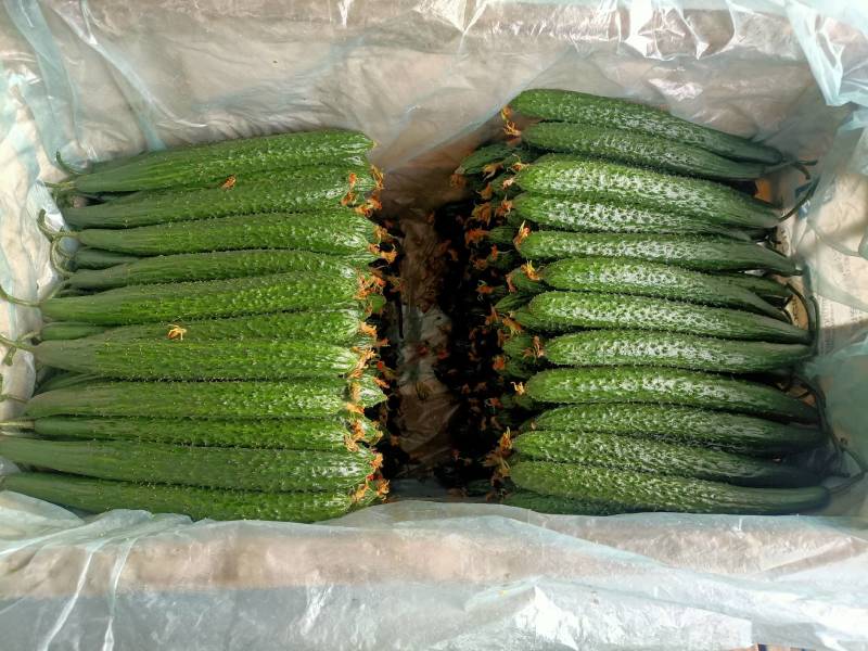 苍山温室黄瓜不限量供应