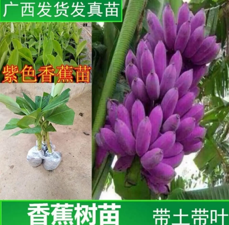 [优选]新品种紫色香蕉苗紫皮香蕉苗包邮矮化品种