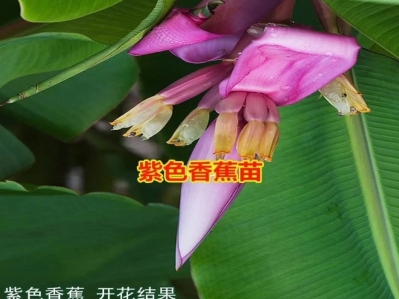 [优选]新品种紫色香蕉苗紫皮香蕉苗包邮矮化品种