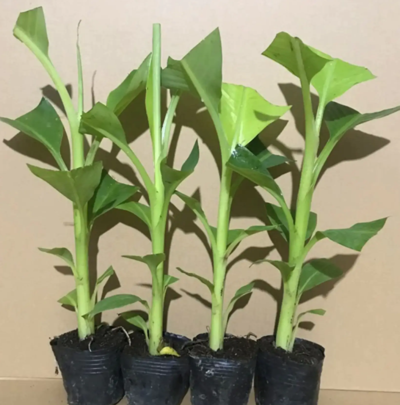 [优选]新品种紫色香蕉苗紫皮香蕉苗包邮矮化品种