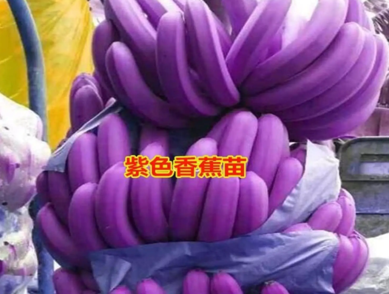 [优选]新品种紫色香蕉苗紫皮香蕉苗包邮矮化品种