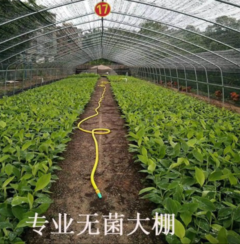 [优选]新品种紫色香蕉苗紫皮香蕉苗包邮矮化品种