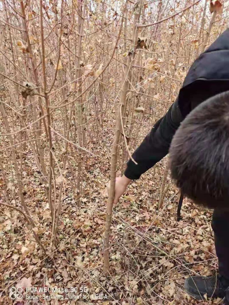 五角枫小苗有数量请联系
