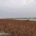 五角枫小苗有数量请联系