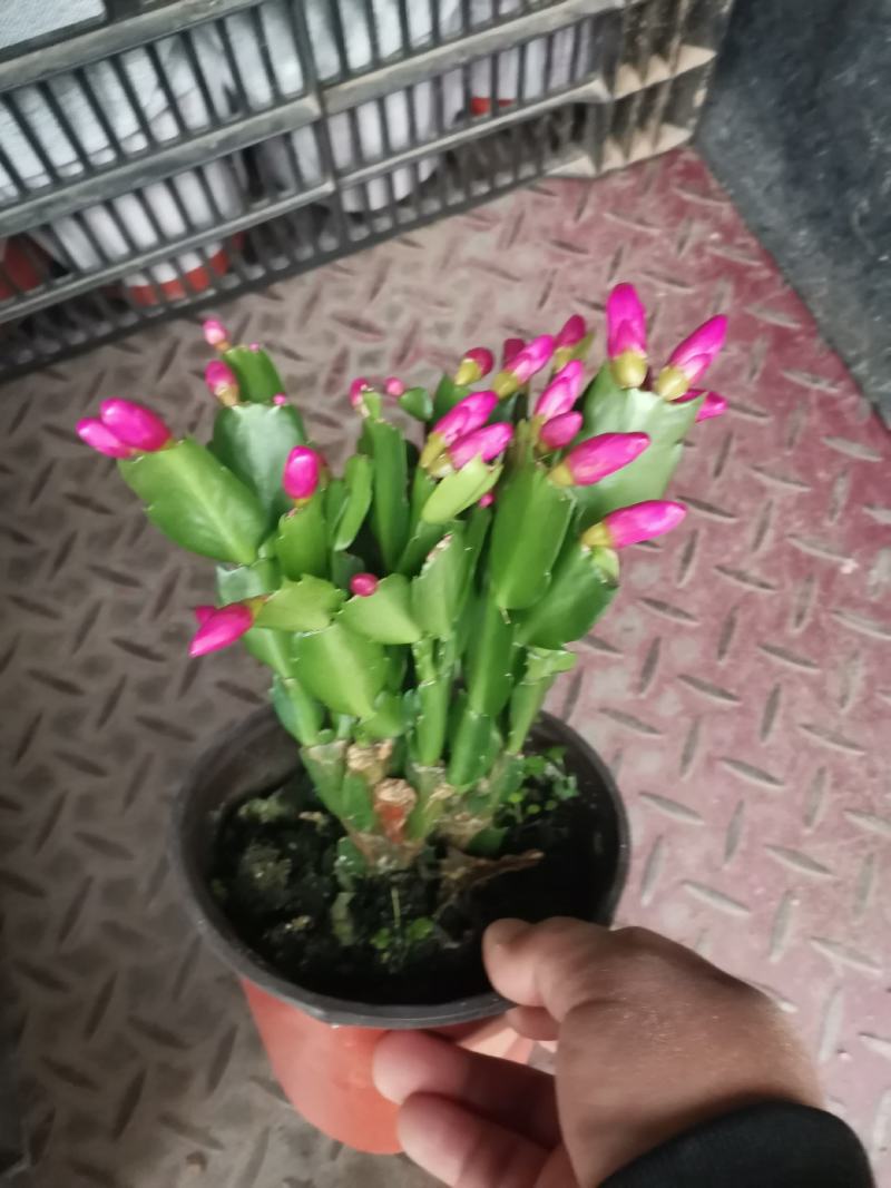 蟹爪兰蟹爪莲产地直发基地直供量大优惠欢迎实地看货