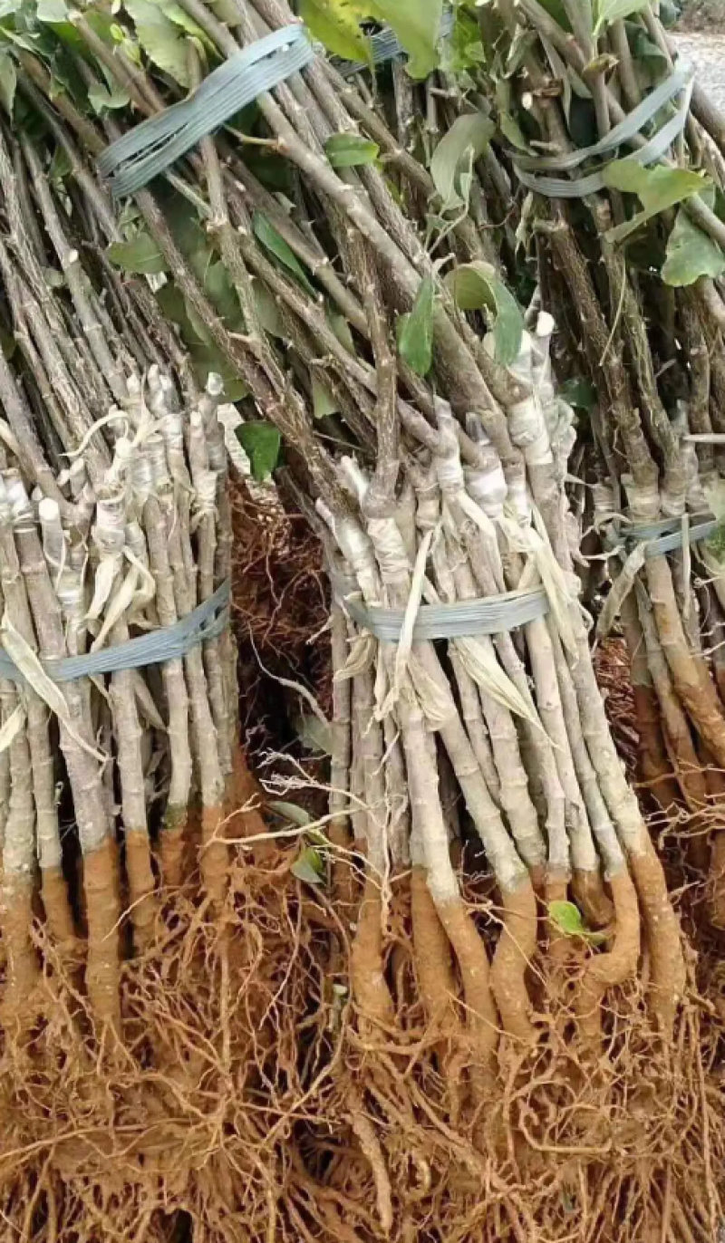 [结果快]青枣苗台湾大青枣苗蜜丝枣苗苹果枣苗嫁接苗